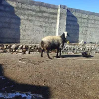 قوچ شال|حیوانات مزرعه|کوزران, |دیوار