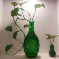 گلدان|گل و گیاه طبیعی|کاشان, فاز ۲ ناجی آباد|دیوار