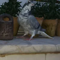 کفتر دمگیر|پرنده|اصفهان, نصرآباد|دیوار