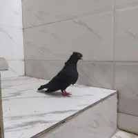 کفتر سیاه کاکل