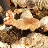 بره گوسفند نر و ماده|حیوانات مزرعه|رودسر, |دیوار