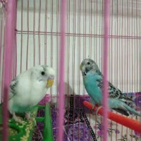 یک جفت مرغ عشق بالغ برای جوجه کشی