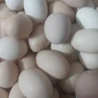 تخم مرغ محلی