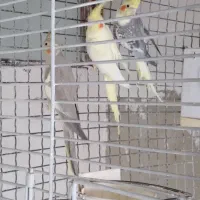 جفت عروس هلندی