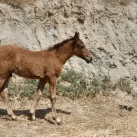 کره اسب