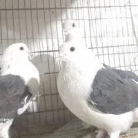 دوکت و انواع کفتر