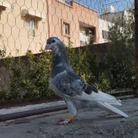 کبوتر|پرنده|گنبد کاووس, |دیوار