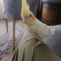 عروس هلندی جفت|پرنده|تاکستان, |دیوار