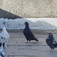 ۱۶عدد کبوتر دونه ای ۱۵۰