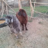 میش داشتی
