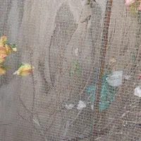 سهره و سهره قناری