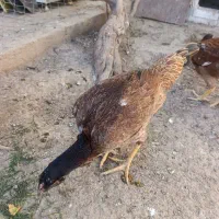 دو عدد|حراج|خوی, |دیوار