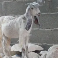 کهره نر|حیوانات مزرعه|بندر کنگان, |دیوار