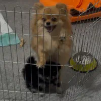 واگذاری سگ پامر