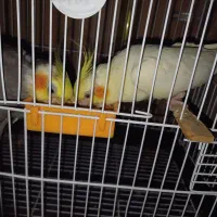 جفت عروس هلندی مولد|پرنده|سرخنکلاته, |دیوار