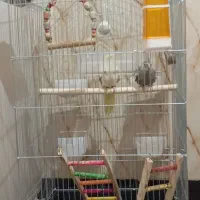 2تا عروس هلندی با قفس|پرنده|مشکیندشت, |دیوار