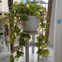 تعدادی گل معاوضه با ظروف خارجی