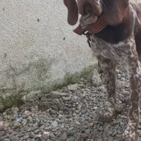 سگ شکاری پیونترپرشین