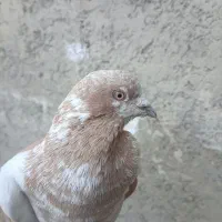 کبوتر