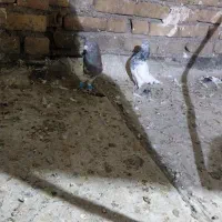 یک جفت کله خوشگل|پرنده|تربت جام, والفجر|دیوار