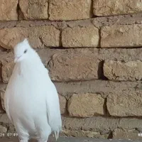 کبوتر