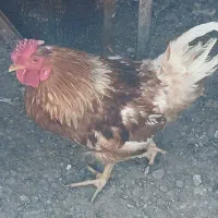 خروس محلی