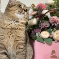 گربه بریتیش ماده