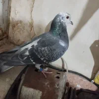 سوسکی|پرنده|تربتحیدریه, فردوسی جنوبی|دیوار