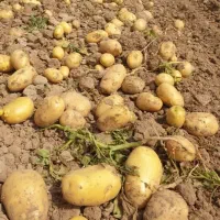 سیب زمینی درجه ۱