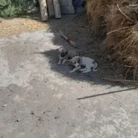 توله سرابی ماده