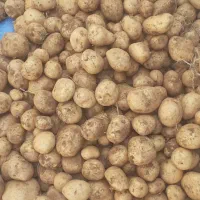 سیب سانته|گل و گیاه طبیعی|چادگان, |دیوار