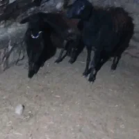 فروش۲میش‌‌‌بره‌‌‌دار