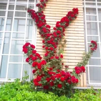 فروش منزل ویلایی|فروش خانه و ویلا|تربتحیدریه, شهرک ولیعصر|دیوار