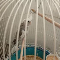 فروش عروس هلندی .