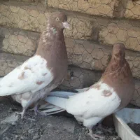 ۳ جفت کفتر رنگی وپلاکی|پرنده|آباده, |دیوار