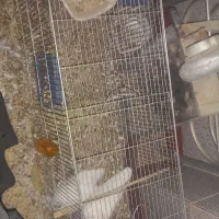 قفس کفتر|لوازم جانبی حیوانات|شاهین‌شهر, گرگاب|دیوار