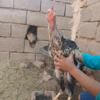 خروس لاری|حیوانات مزرعه|نیشابور, خط کاشمر|دیوار