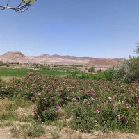 فروش زمین|فروش زمین و ملک کلنگی|بردسیر, |دیوار