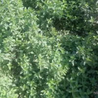 توجه عرق نعنا