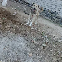 سگ نگهبان|سگ|ثمرین, |دیوار