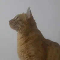 گربه نر نارنجی|گربه|مشهد, ادیب نیشابوری (شهرک غرب)|دیوار