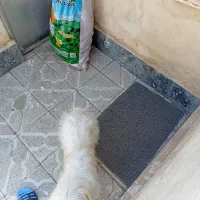 سگ پیداشده اردبیل