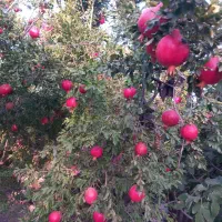 انار رازقند|خوردنی و آشامیدنی|سبزوار, گلشن|دیوار