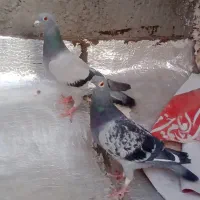 کفتر مسافتی|پرنده|بیرجند, |دیوار