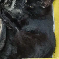 گربه سیاه پشمالو گمشده ضیابری کوچه خرسندی نقره دشت