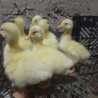 جوجه غاز محلی وقوغاز هر هفته موجوده،قیمت۱۸۰مقطوع