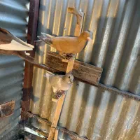 زرد پلنگ نقره ای پلنگ گلی پلنگ ماده