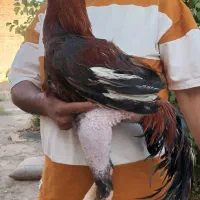 خروس لاری