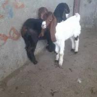 بره و بزغاله شیری|حیوانات مزرعه|تربت‌حیدریه, باغ سلطانی|دیوار