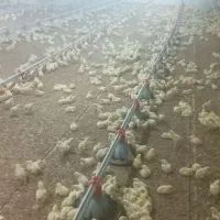 مرغداری ۴۰هزارتایی|فروش دفتر صنعتی، کشاورزی، تجاری|ابهر, |دیوار